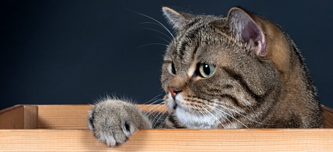 Britisch-Kurzhaar-Katze mit aufmerksamen Augen